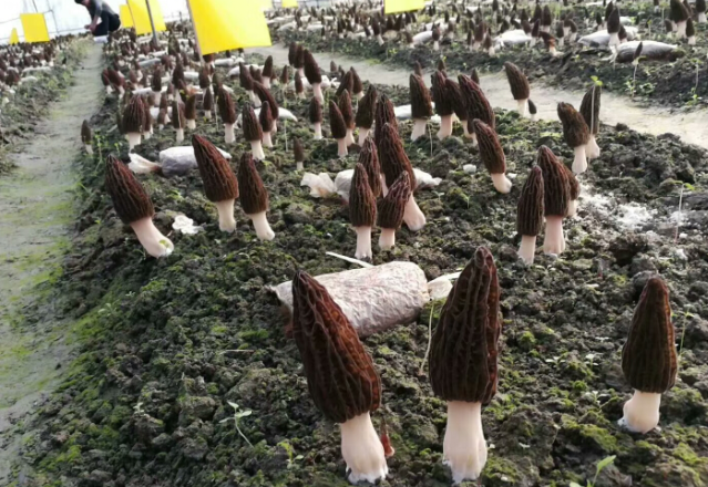 2018年松花坝水源区生态种植成果展示发布会     