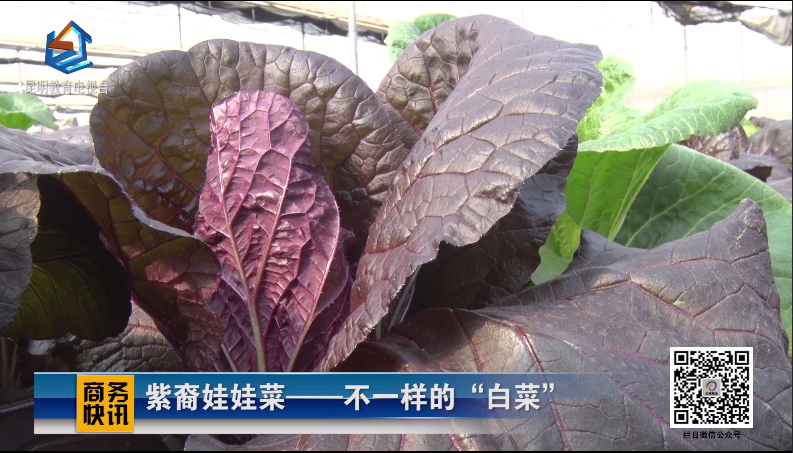 商务快讯第23期-教育台